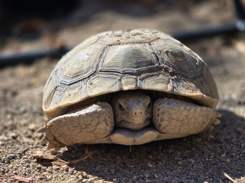 tortoise 