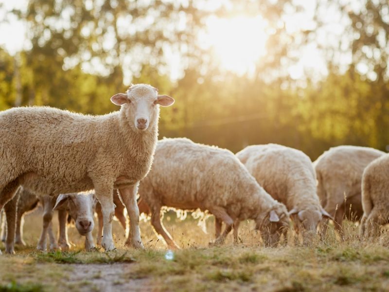 Sheep