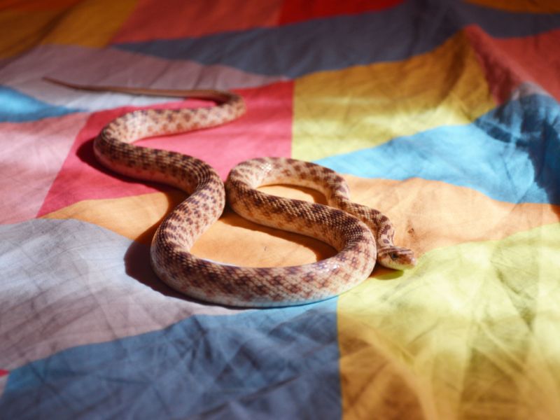 snake