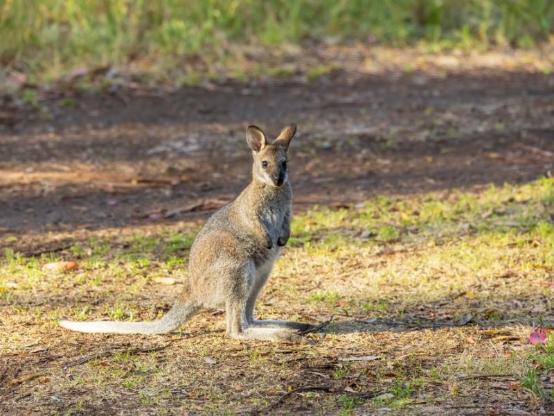 wallabies