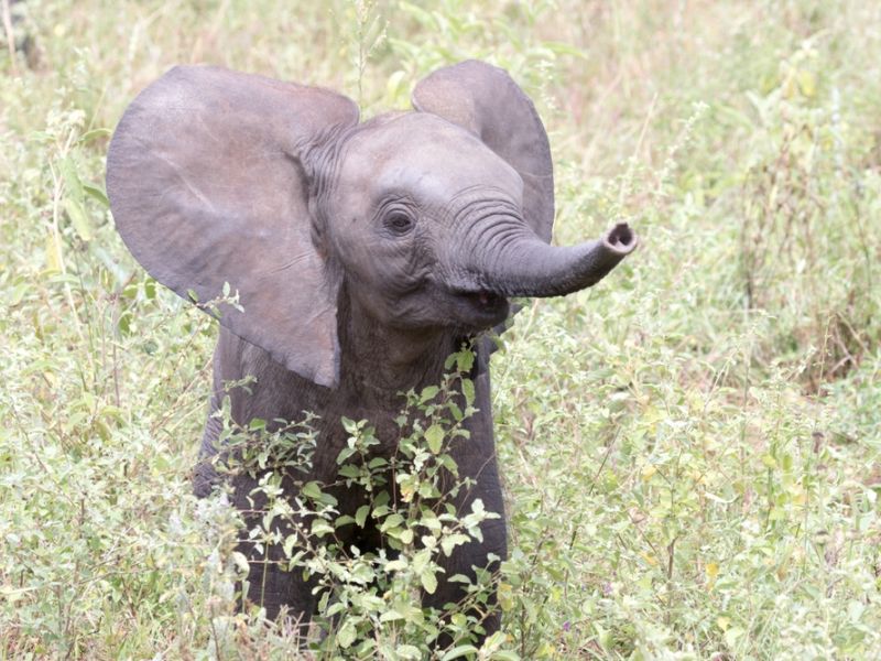elephant
