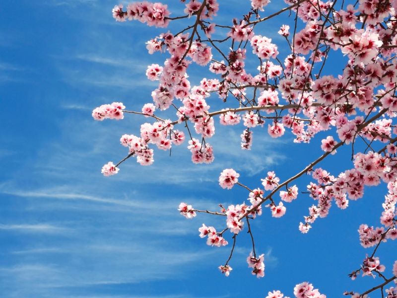 ما هي أعراض التحسس من زهر اللوز الأخضر؟