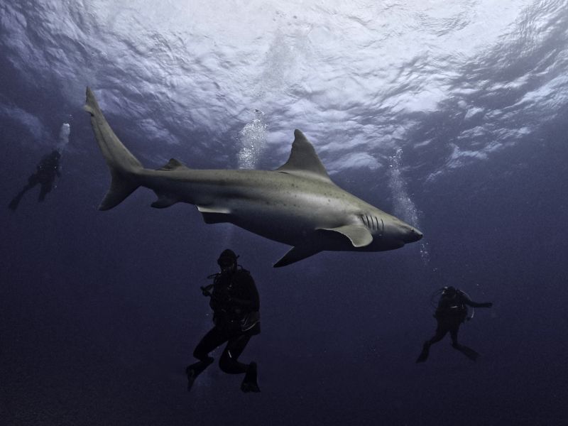 Viral Video: Drone captures shark's stealthy pursuit of divers