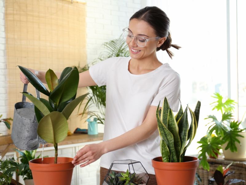 3 نباتات داخلية لا تحتاج إلى ضوء الشمس