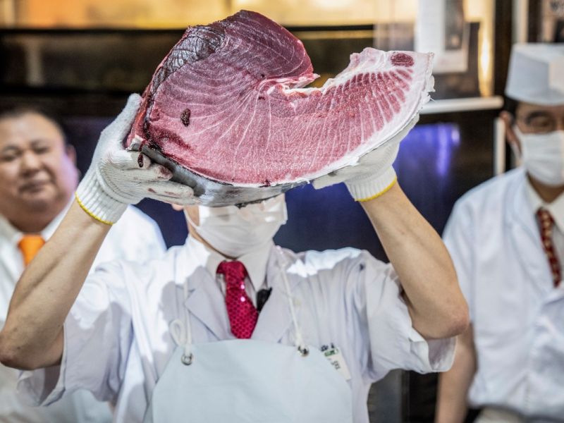 bluefin tuna