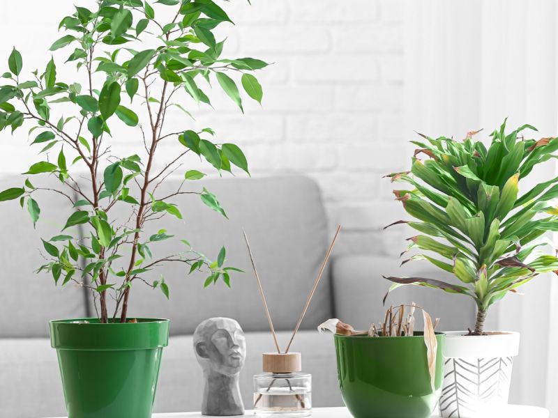 نباتات منزلية لا تحتاج سقي يومي لتظل نابضة بالحياة