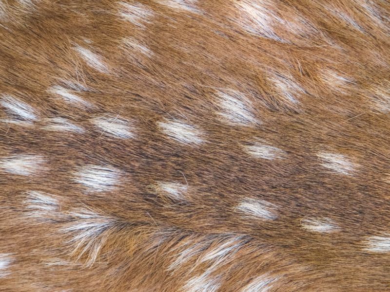 موضة ربيع 2026  طبعة الغزال Bambi Print