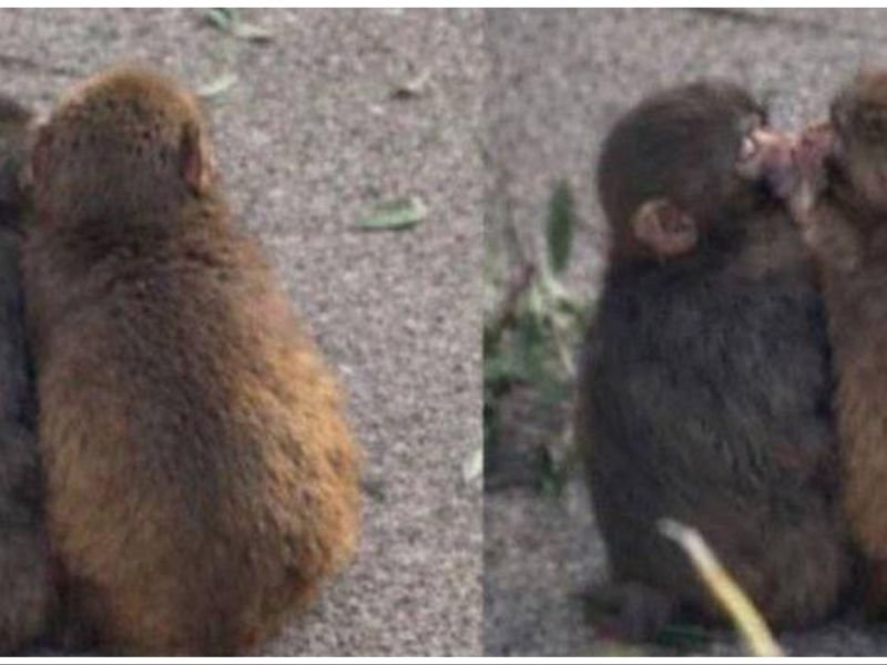 Baby monkey "Punch"