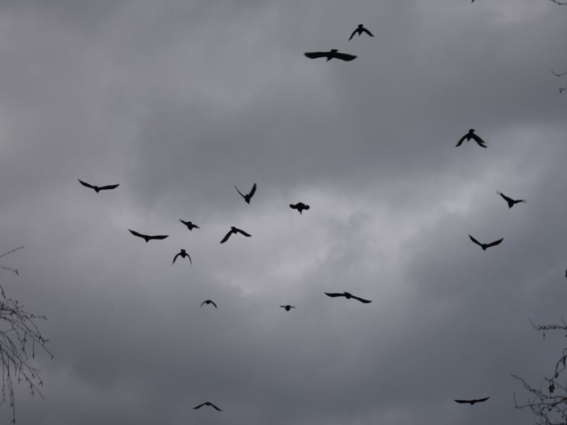 Crows 