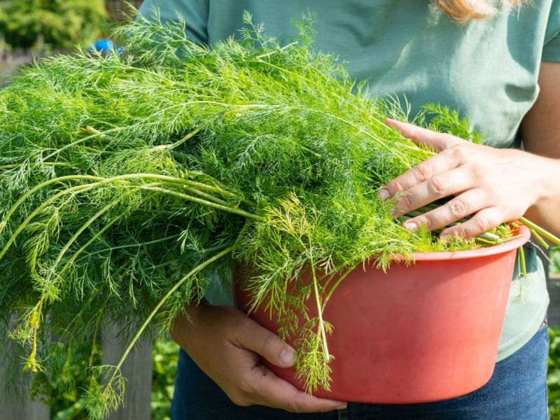 عشبة خضراء تحميكِ من فقدان البصر مع التقدم في العمر... ما هي؟