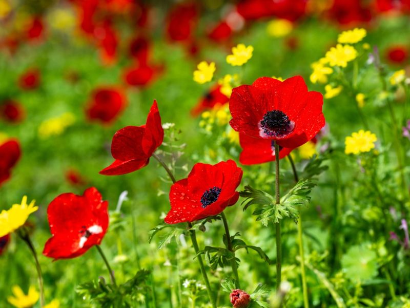 معلومات عن أزهار الدحنون