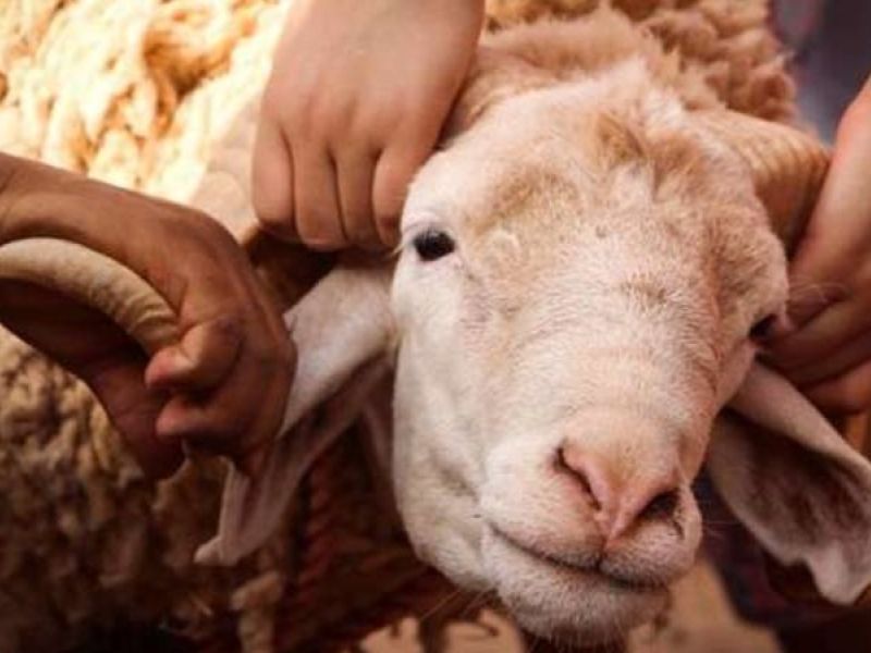 تفسير رؤية ذبح الخروف في المنام