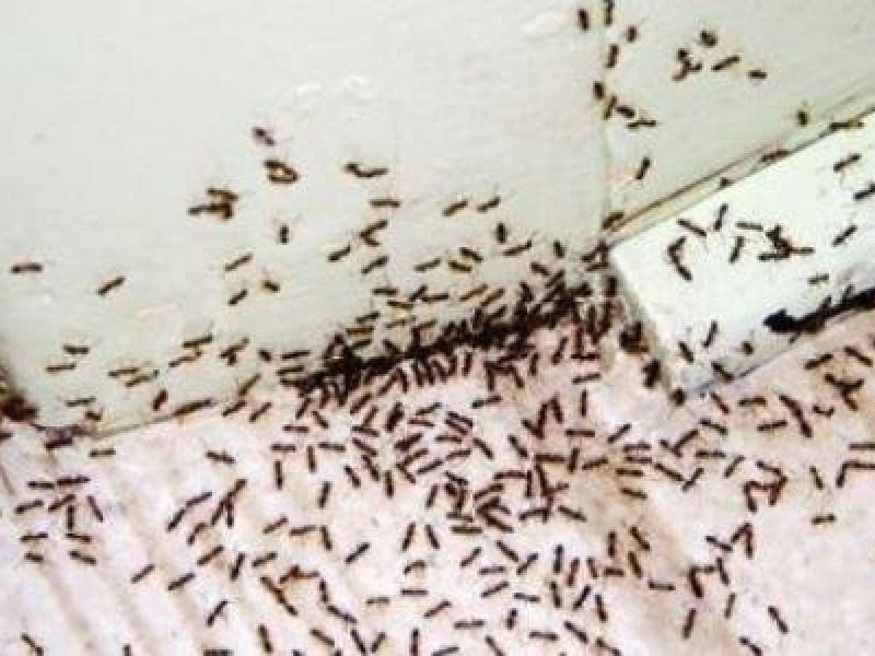 تفسير رؤية كثرة النمل في البيت