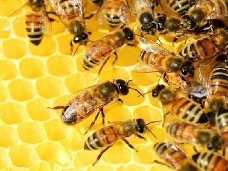 رؤية النحل في المنام