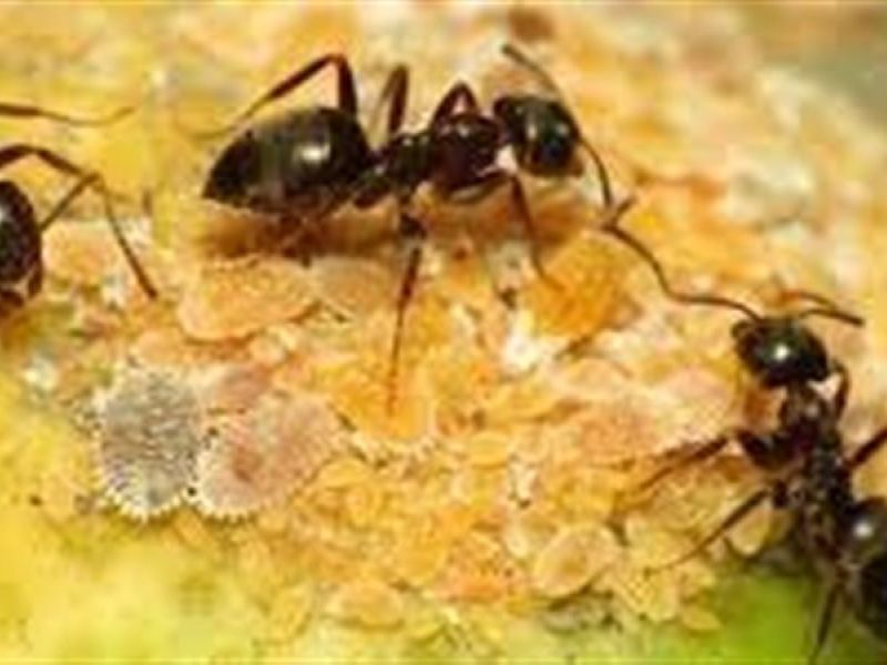رؤية النمل على الحائط في المنام
