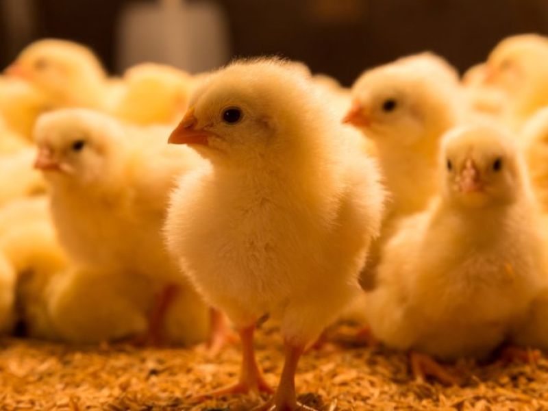 تفسير رؤية صغار الدجاج في المنام
