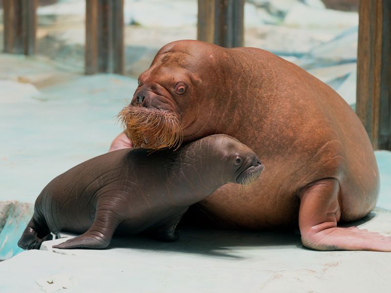 A New Arctic Arrival: SeaWorld® Yas Island, Abu Dhabi Celebrates Region’s First Walrus Calf Birth