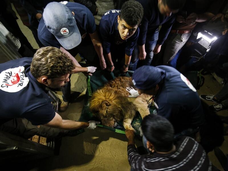 Forty animals including five lions are to be rescued from squalid conditions in the Gaza Strip, an animal welfare group said.
SAID KHATIB / AFP