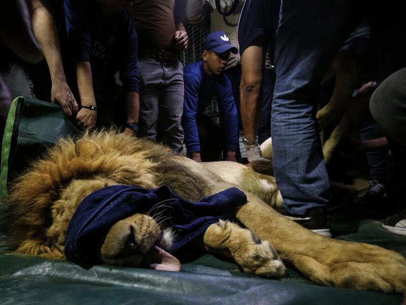 Members of the international animal welfare charity "Four Paws" check on a sedated lion at a zoo in Rafah, in the southern Gaza Strip, on April 6, 2019, as they prepare to evacuate the animal out of a zoo in the Palestinian enclave and relocate it to sanctuaries in Jordan.
SAID KHATIB / AFP