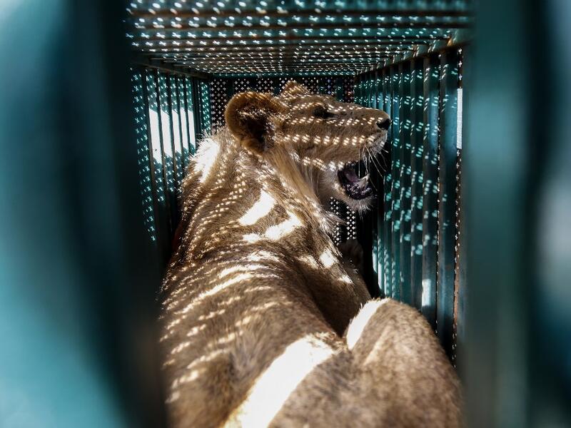 A sedated lioness is pictured in a cage at a zoo in Rafah in the southern Gaza Strip, during the evacuation by members of the international animal welfare charity "Four Paws" of animals from the Palestinian enclave to relocate to sanctuaries in Jordan, on April 7, 2019.
SAID KHATIB / AFP