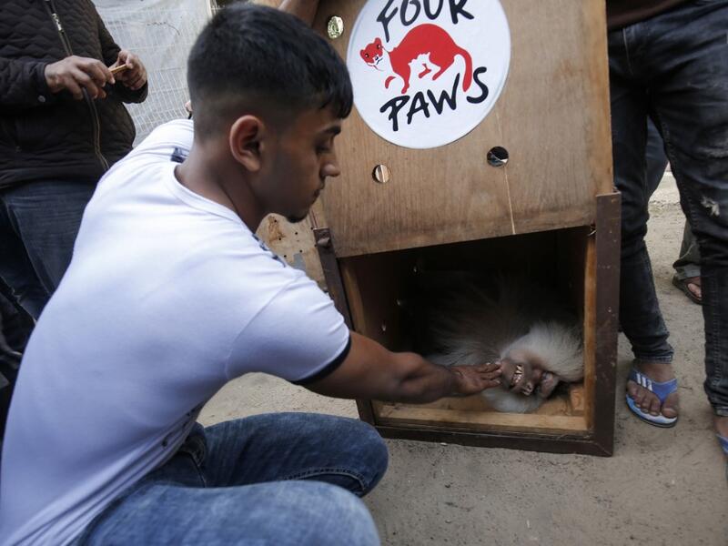 The zoo hit the headlines in February this year when the cash-strapped owner revealed he had declawed one of the lions there, so that customers could pay to play with her.
SAID KHATIB / AFP
