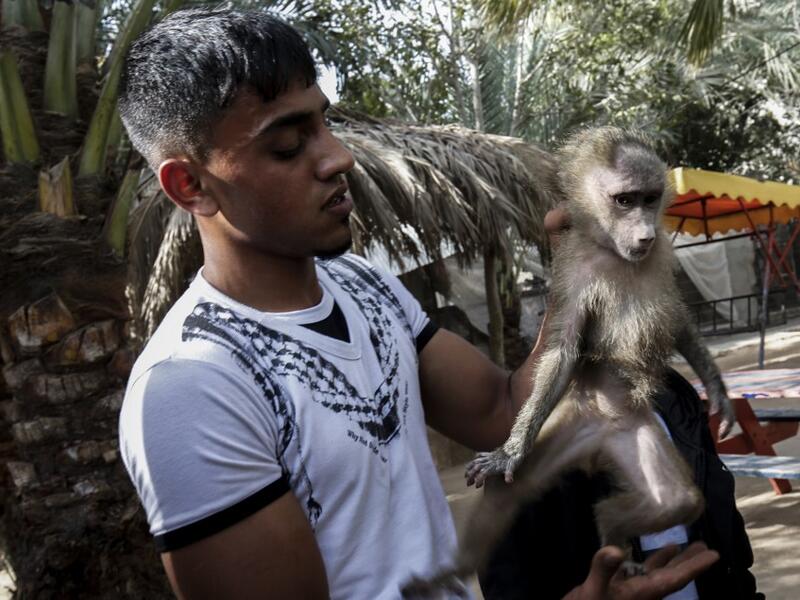 The zoo hit the headlines in February this year when the cash-strapped owner revealed he had declawed one of the lions there, so that customers could pay to play with her.
SAID KHATIB / AFP