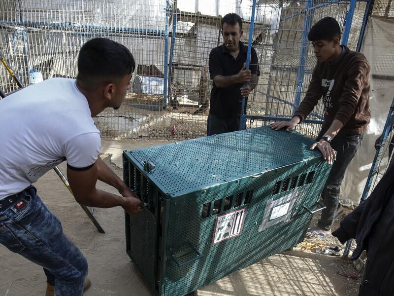 The zoo hit the headlines in February this year when the cash-strapped owner revealed he had declawed one of the lions there, so that customers could pay to play with her.
SAID KHATIB / AFP
