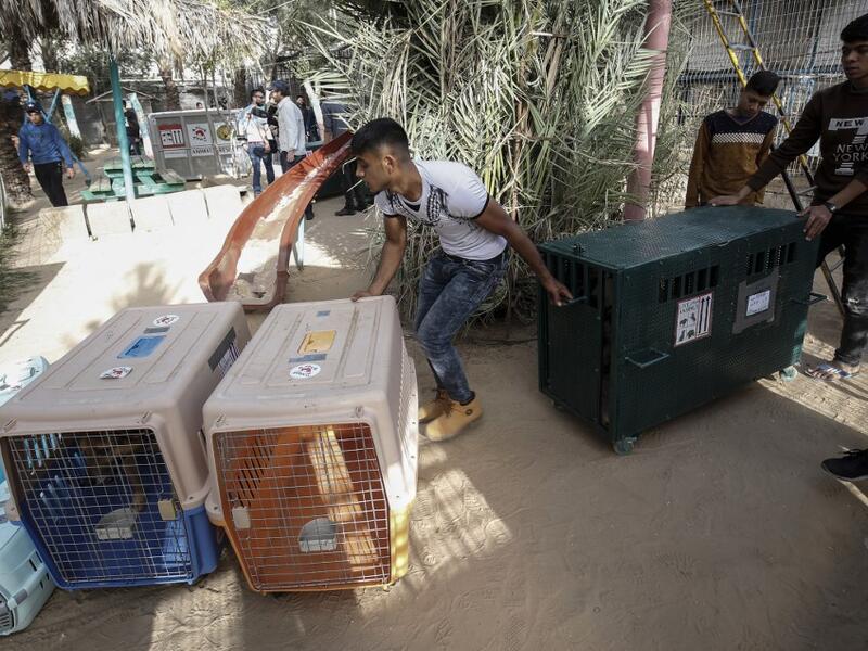 Palestinian zoo workers and members of the international animal welfare charity "Four Paws" transport cages containing animals at a zoo in Rafah in the southern Gaza Strip, during the evacuation by the organisation of animals from the Palestinian enclave to relocate to sanctuaries in Jordan, on April 7, 2019. 
SAID KHATIB / AFP