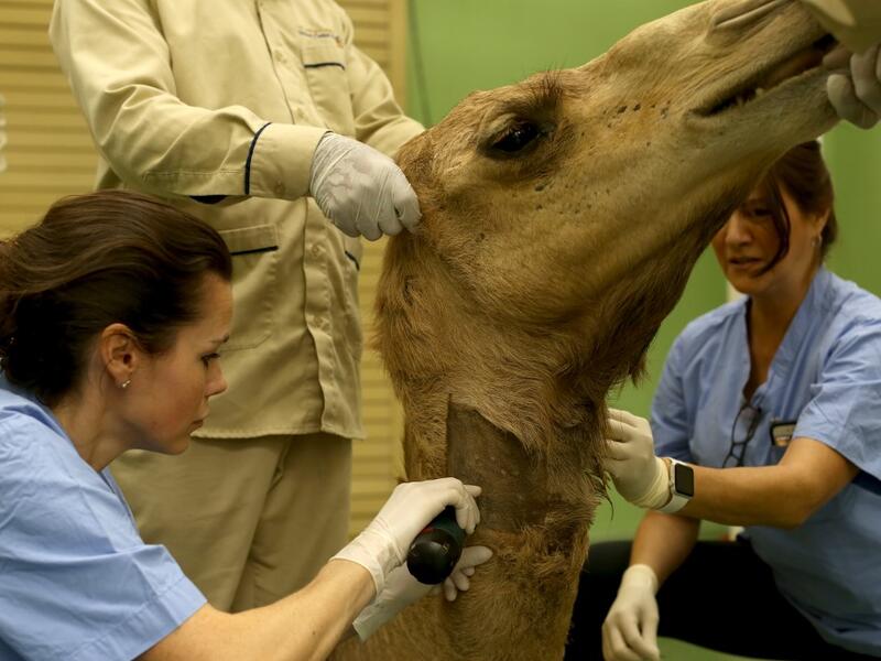 Vets shave a camel before its surgery at the 40 million-Dirhams Dubai Camel Hospital in Dubai.The hospital can admit up to 20 camels. Camels are a part of Emirati culture and tradition.
PATRICK BAZ / Dubai Media Office / AFP-Services