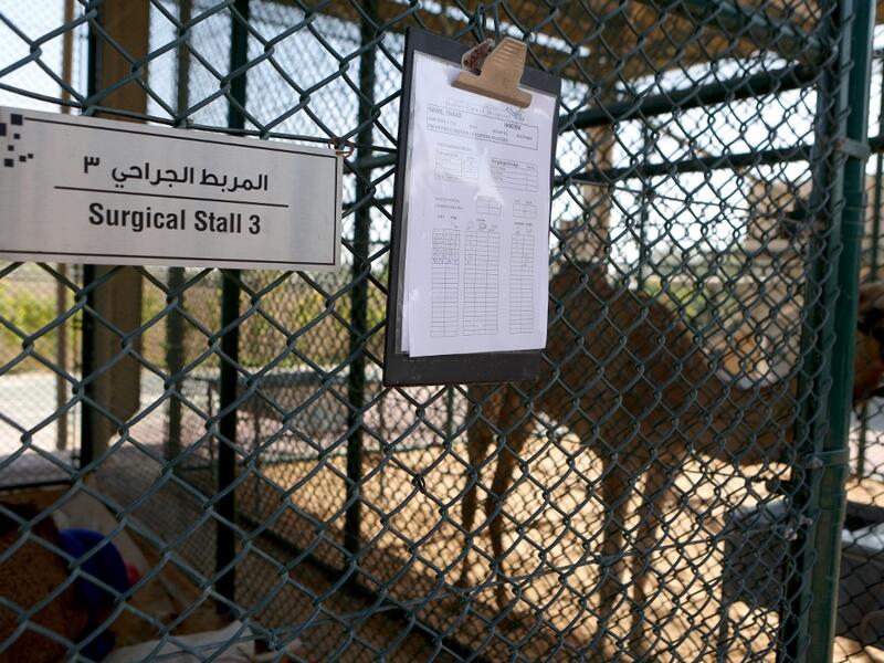 A camel waits for treatment at the 40 million-Dirhams Dubai Camel Hospital in Dubai.The hospital can admit up to 20 camels. 
PATRICK BAZ / Dubai Media Office / AFP-Services