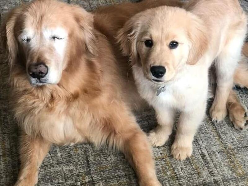 Charlie (left), the blind golden retriever, with his helper puppy, Maverick (right), by his side (Instagram)