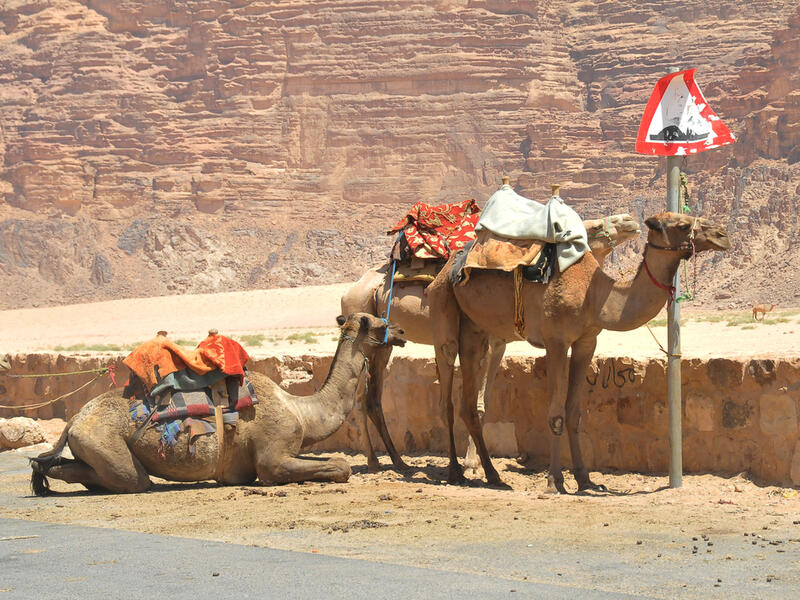 Camels waiting for tourists at the Wadi Rum Village in Jordan, in the Middle East (Shutterstock/File Photo)