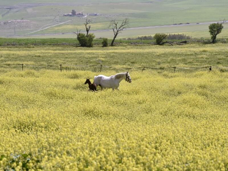 Horses are seen in a field at a horse breeding farm, one of the oldest and largest farm in the Algeria, perched on the high plateaux in the country's Tiaret region, 300 Kilometres west of Algiers on April 24, 2018. 
RYAD KRAMDI / AFP