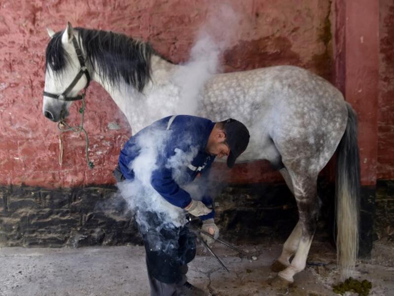 Algerian farrier Meddah Larbi installs a horseshoe onto a horse at a horse breeding farm, one of the oldest and largest farm in Algeria, perched on the high plateaux in the country's Tiaret region, 300 Kilometres west of Algiers, on April 24, 2018. 
RYAD KRAMDI / AFP