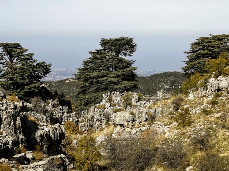 This picture shows a view of the cedars reserve forest of Jaj in Mount Lebanon, northeast of the Lebanese capital Beirut. 
JOSEPH EID / AFP