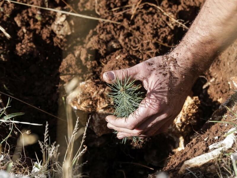 An activist from Lebanese NGO Jouzour Loubnan ("Roots of Lebanon") holds in his hand young a cedar to be planted on the slopes of the Jaj Cedar Reserve Forest in the Lebanon mountains.
JOSEPH EID / AFP