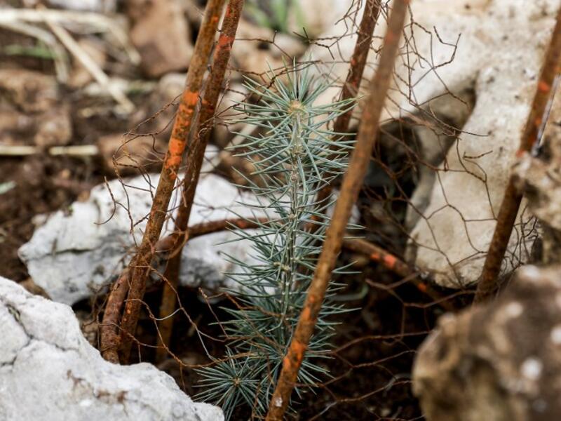 This picture shows a young cedar laid in a cage and surrounded by stones for protection from snow and animals, freshly planted during an initiative by Lebanese NGO Jouzour Loubnan ("Roots of Lebanon") 
JOSEPH EID / AFP