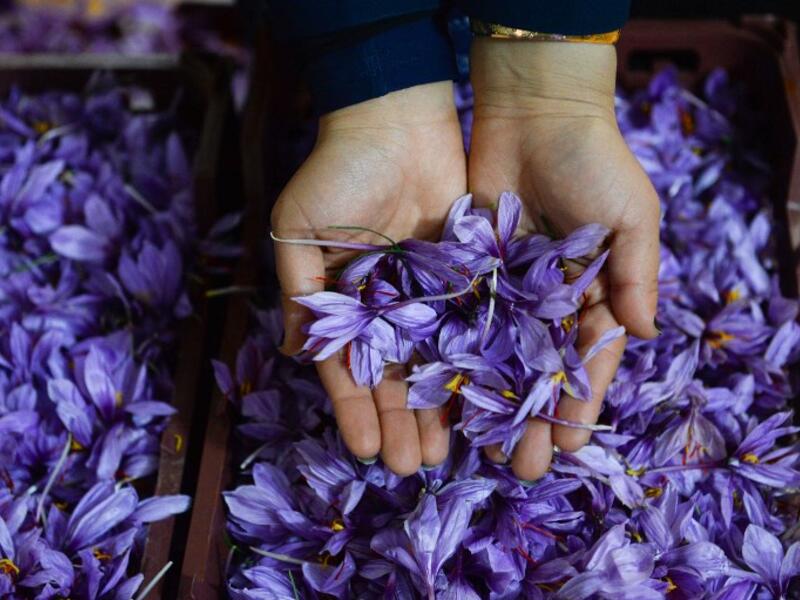 In this photograph, an Afghan worker poses at a processing centre, where saffron threads are separated from harvested flowers, in Herat province. 
HOSHANG HASHIMI / AFP