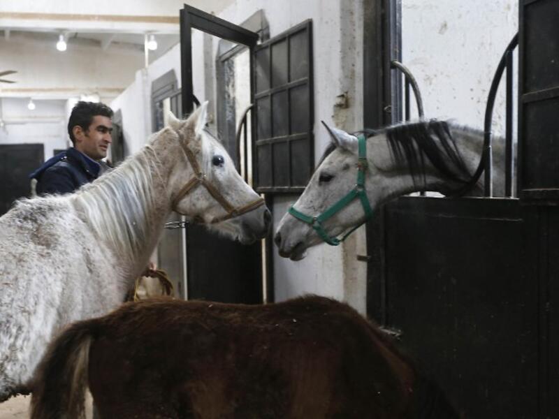 Syrian mare Karen (L), which hails from the Hadbaa Enzahe strain of Arabian purebreds, stands at a stable in the town of Dimas, west of the capital Damascus LOUAI BESHARA / AFP