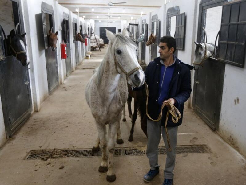 Syrian mare Karen (C), which hails from the Hadbaa Enzahe strain of Arabian purebreds, stands at a stable in the town of Dimas, west of the capital Damascus LOUAI BESHARA / AFP