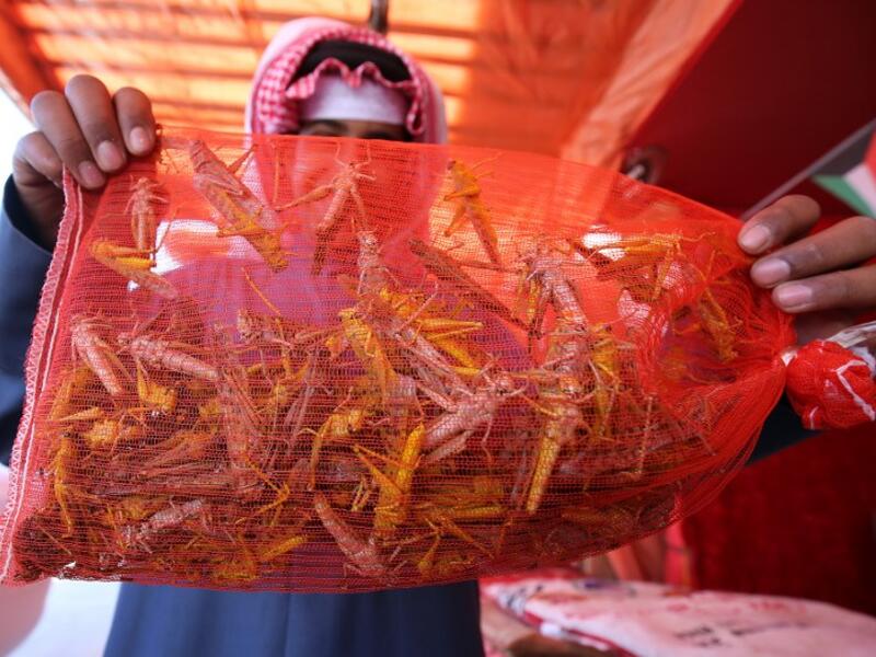 A Kuwaiti vendor holds a bag filled with locusts, sold as food, at a market in Kuwait City
Yasser Al-Zayyat / AFP