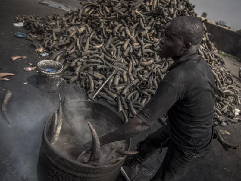 A man adds some cow horns to the boiling water to clean them at Kaduna Abatour meat market in North Kaduna CRISTINA ALDEHUELA / AFP