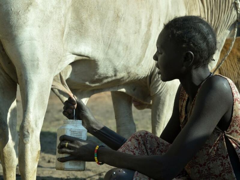 A villager milks her cow ahead of cattle vaccinations administered by the International Committee of the Red Cross (ICRC) with the help of local community workers, at Kirgui village in Udier, South Sudan 
SIMON MAINA / AFP