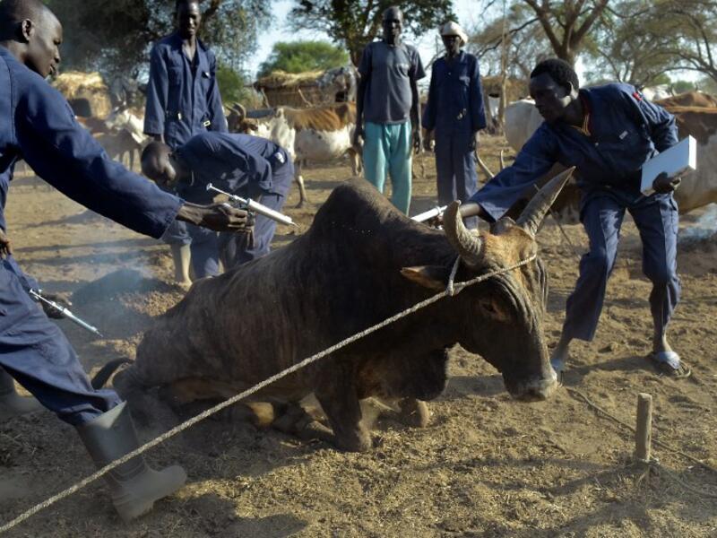 Community animal health workers assist the International Committee of the Red Cross (ICRC) as they vaccinate cattle at Kirgui village in Udier, South Sudan 
SIMON MAINA / AFP