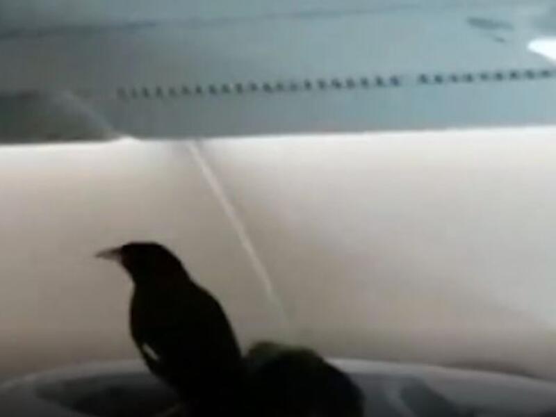 Bird Found On Board Business Class (Twitter)