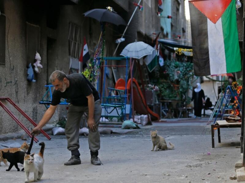 A man plays with cats in a street in the Palestinian camp of Yarmuk southern Damascus on November 1, 2018. 
LOUAI BESHARA / AFP