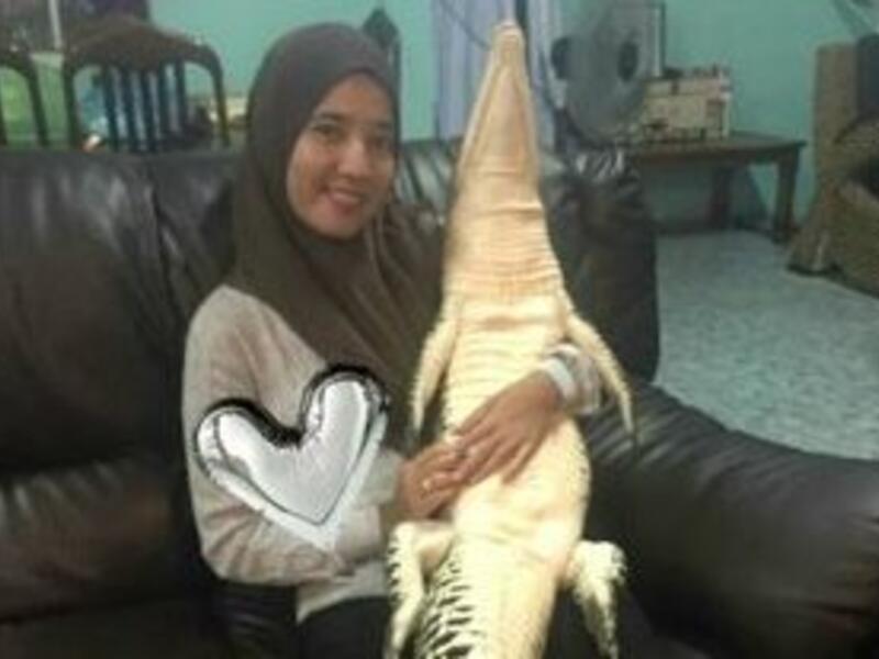 Malaysian cuddles wild crocodile (Twitter)