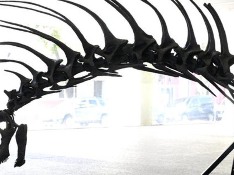 Bajadasaurus pronuspinax (Twitter)