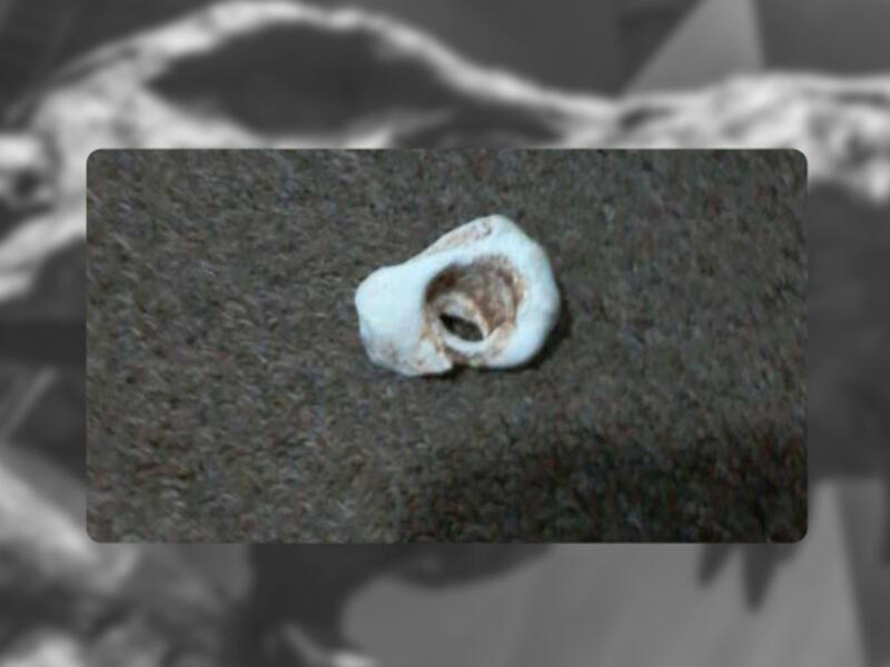 Dinosaur Bone  MiddleEast Facebook 