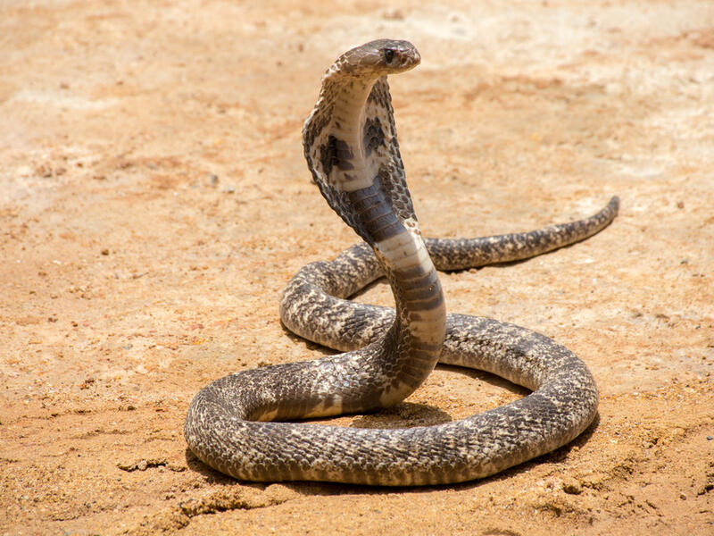 (Shutterstock/ File Photo)